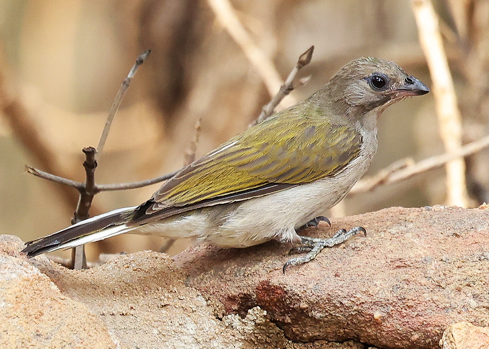 Lesser Honeyguide